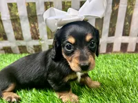 Millie, a female Miniature Dachshund for sale in Lead Hill, AR – 2 of 7