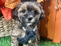 Tilly, a female Shihpoo for sale in Lead Hill, AR – 7 of 9