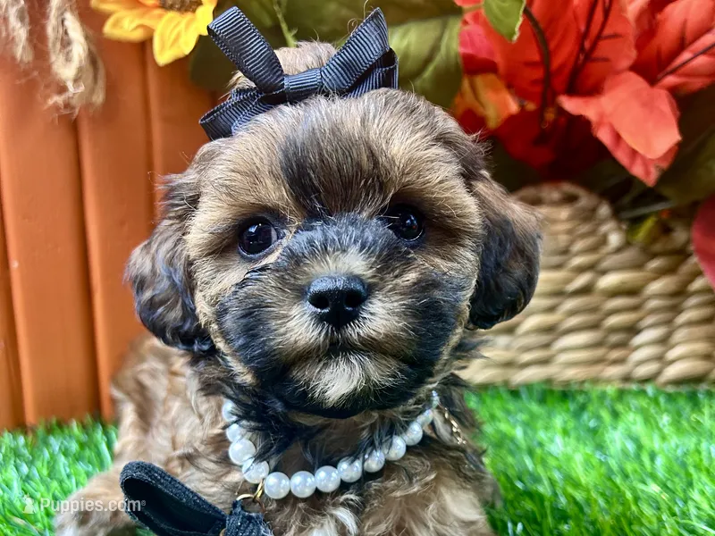 Tilly – Shihpoo puppy for sale in Lead Hill, AR