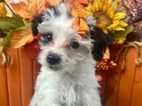 Ruby Kate, a female Yorkipoo for sale in Lead Hill, AR – 2 of 6