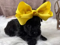 Remi, a female Yorkipoo for sale in Lead Hill, AR – 5 of 6