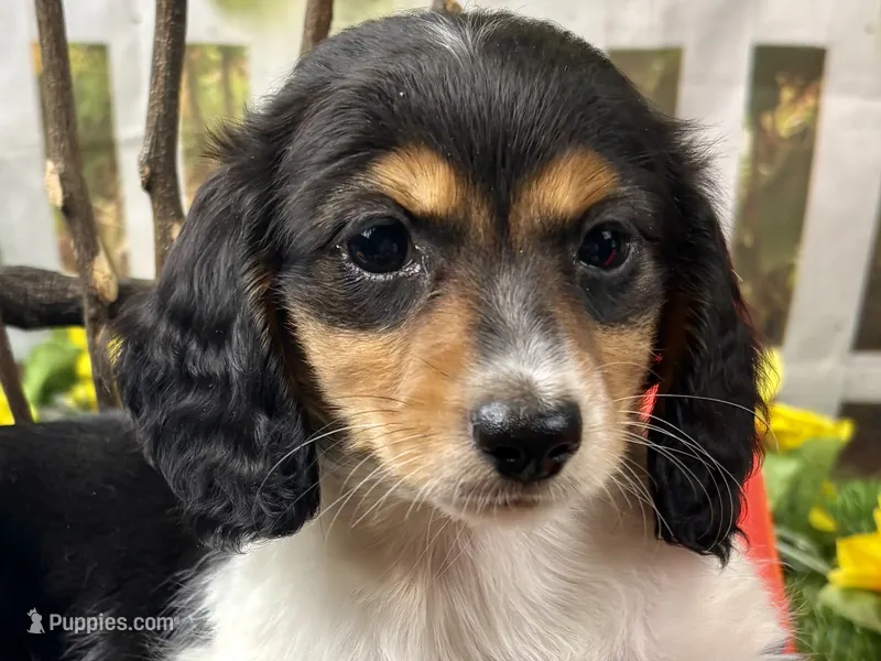 Miller – Miniature Dachshund puppy for sale in Lead Hill, AR
