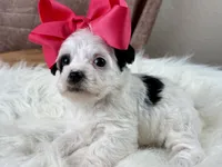 Ruby Kate, a female Yorkipoo for sale in Lead Hill, AR – 6 of 6