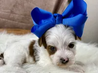 Rosie Lee, a female Yorkipoo for sale in Lead Hill, AR – 3 of 7