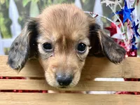 Nash, a male Miniature Dachshund for sale in Lead Hill, AR – 5 of 7