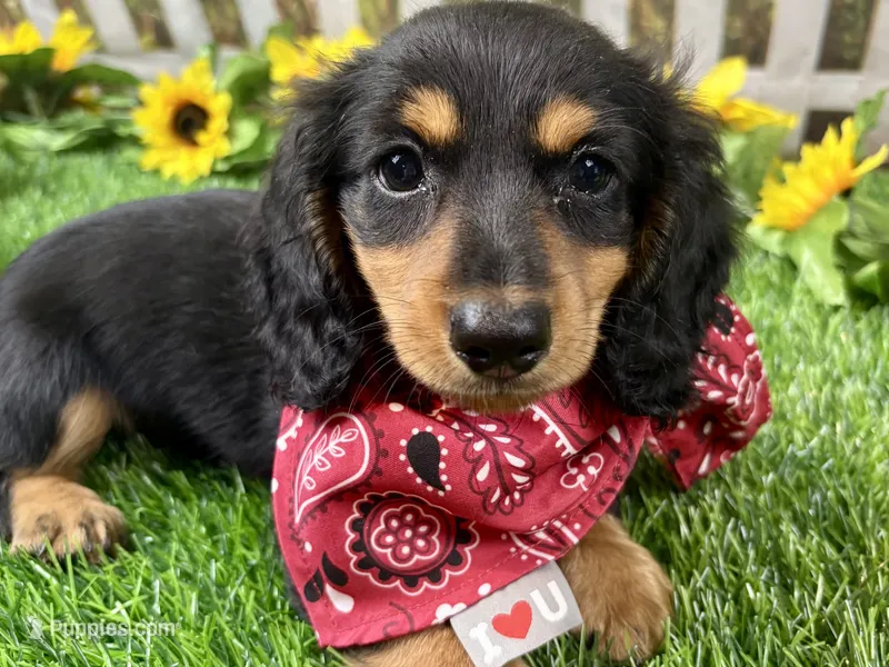 Max – Miniature Dachshund puppy for sale in Lead Hill, AR