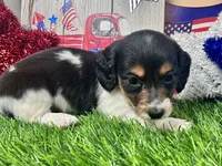 Miller, a male Miniature Dachshund for sale in Lead Hill, AR – 2 of 7
