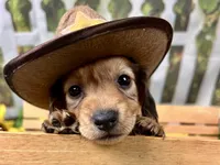 Nash, a male Miniature Dachshund for sale in Lead Hill, AR – 2 of 7
