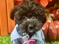 Rowdy, a male Yorkipoo for sale in Lead Hill, AR – 2 of 6