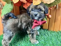 Trigg, a male Shihpoo for sale in Lead Hill, AR – 5 of 7