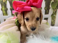 Nova, a female Miniature Dachshund for sale in Lead Hill, AR – 4 of 6