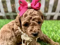 Olive, a female Poodle - Toy  for sale in Lead Hill, AR – 5 of 6