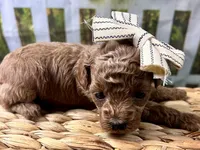 Opal, a female Poodle - Toy  for sale in Lead Hill, AR – 5 of 5