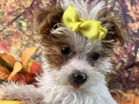 Rosie Lee, a female Yorkipoo for sale in Lead Hill, AR – 2 of 8