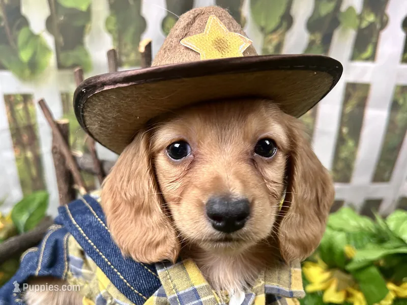 Larry – Miniature Dachshund puppy for sale in Lead Hill, AR