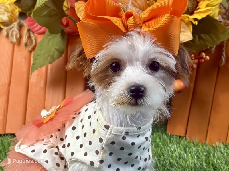 Rosie Lee – Yorkipoo puppy for sale in Lead Hill, AR