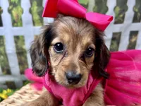 Leah, a female Miniature Dachshund for sale in Lead Hill, AR – 4 of 6