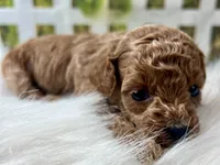 Opal, a female Poodle - Toy  for sale in Lead Hill, AR – 4 of 5