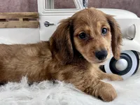 Lewis, a male Miniature Dachshund for sale in Lead Hill, AR – 9 of 9