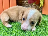 Stetson, a male Miniature Dachshund for sale in Lead Hill, AR – 3 of 4