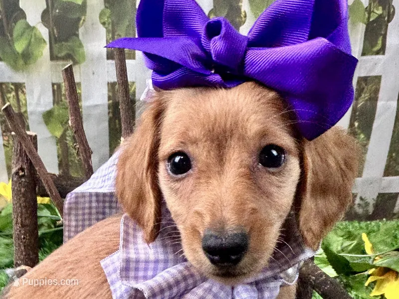 Nova – Miniature Dachshund puppy for sale in Lead Hill, AR