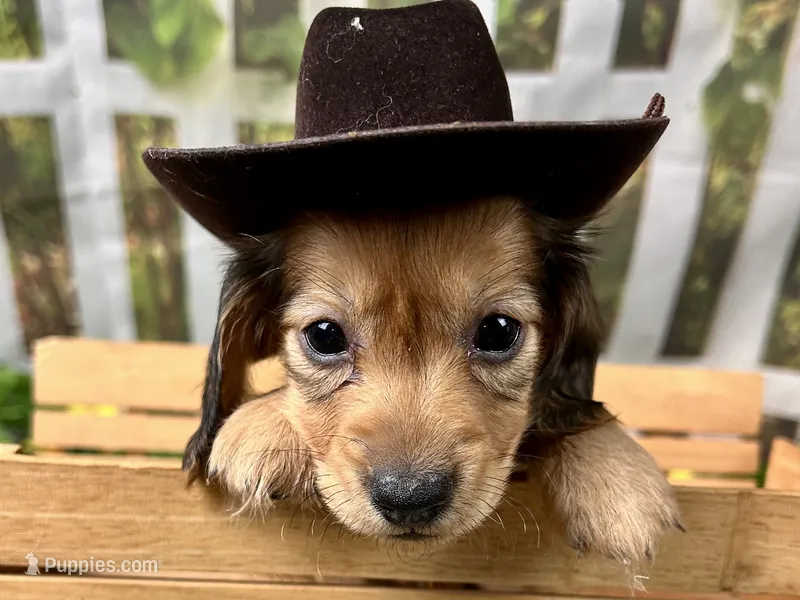 Nash – Miniature Dachshund puppy for sale in Lead Hill, AR