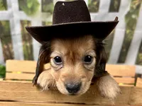 Nash, a male Miniature Dachshund for sale in Lead Hill, AR – 1 of 7
