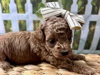 Opal, a female Poodle - Toy  for sale in Lead Hill, AR – 2 of 5