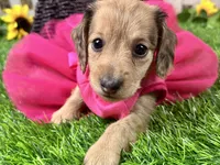 Nora, a female Miniature Dachshund for sale in Lead Hill, AR – 7 of 8