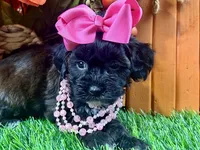 Trixie, a female Shihpoo for sale in Lead Hill, AR – 3 of 7