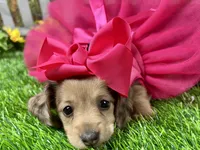 Nora, a female Miniature Dachshund for sale in Lead Hill, AR – 6 of 8