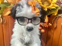 Ruby Kate, a female Yorkipoo for sale in Lead Hill, AR – 6 of 6