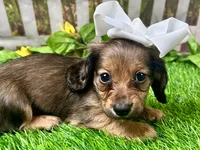 Lacy Lou, a female Miniature Dachshund for sale in Lead Hill, AR – 3 of 8