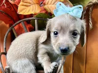 Sunny, a female Miniature Dachshund for sale in Lead Hill, AR – 3 of 5