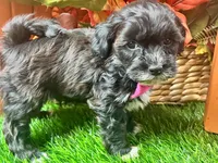 Teddy, a male Shihpoo for sale in Lead Hill, AR – 8 of 8