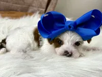 Rosie Lee, a female Yorkipoo for sale in Lead Hill, AR – 6 of 7