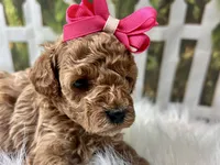Olive, a female Poodle - Toy  for sale in Lead Hill, AR – 6 of 6