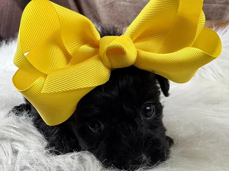 Remi – Yorkipoo puppy for sale in Lead Hill, AR