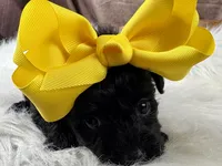 Remi, a female Yorkipoo for sale in Lead Hill, AR – 1 of 6