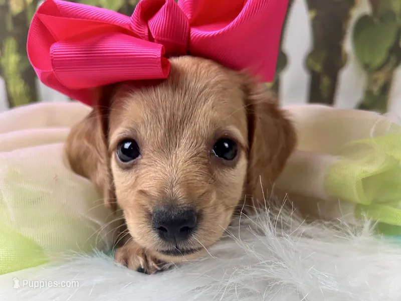 Nova – Miniature Dachshund puppy for sale in Lead Hill, AR