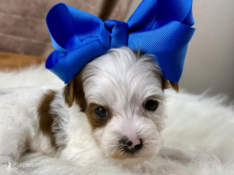 Rosie Lee – Yorkipoo puppy for sale in Lead Hill, AR