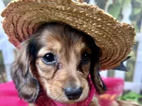Leah, a female Miniature Dachshund for sale in Lead Hill, AR – 3 of 6