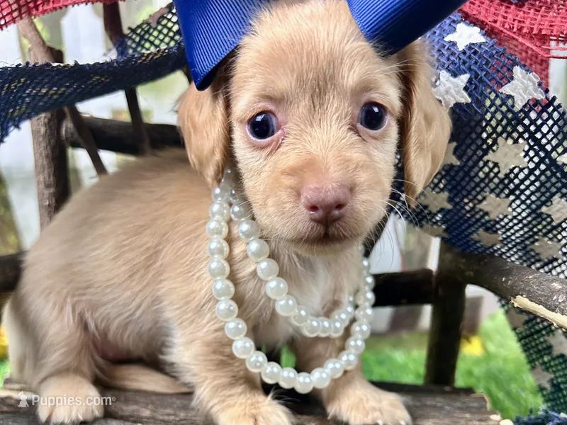 Navy – Miniature Dachshund puppy for sale in Lead Hill, AR