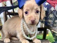 Navy, a female Miniature Dachshund for sale in Lead Hill, AR – 1 of 7