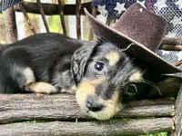 Nixon, a male Miniature Dachshund for sale in Lead Hill, AR – 3 of 7