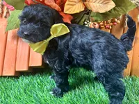 Teague, a male Shihpoo for sale in Lead Hill, AR – 5 of 5