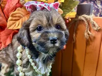 Taylor, a female Shihpoo for sale in Lead Hill, AR – 9 of 9
