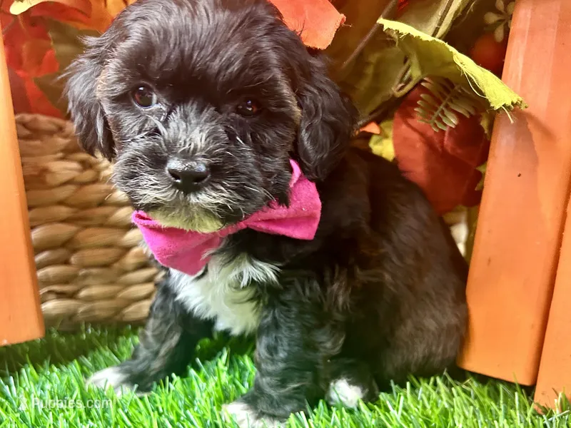 Teddy – Shihpoo puppy for sale in Lead Hill, AR