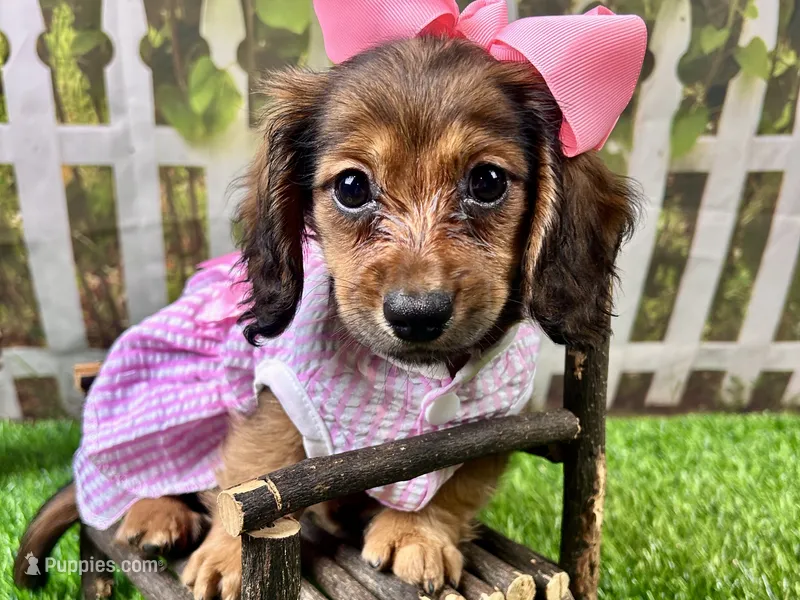 Lacy Lou – Miniature Dachshund puppy for sale in Lead Hill, AR