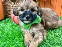 Theo, a male Shihpoo for sale in Lead Hill, AR – 4 of 8